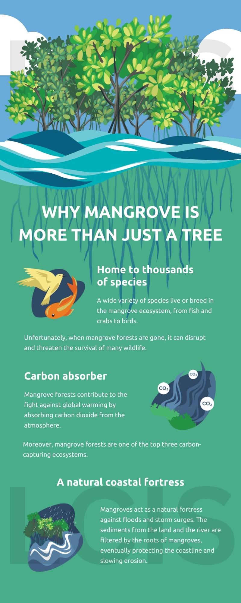 Why Mangrove is More than Just a Tree